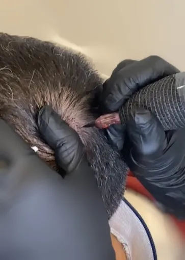 La tricopigmentation se développe dans le Lot-et-Garonne avec Trichopigmentea à Casteljaloux, Casteljaloux, Trichopigmentea